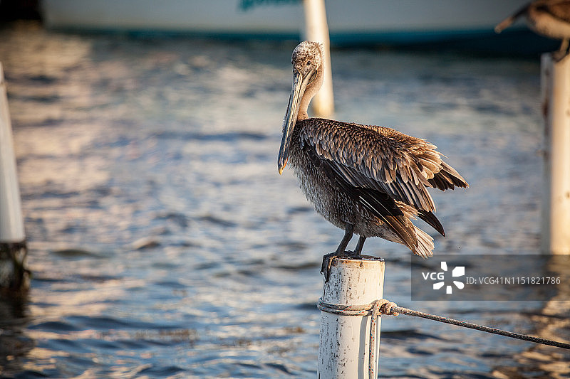 圣佩德罗的鹈鹕图片素材
