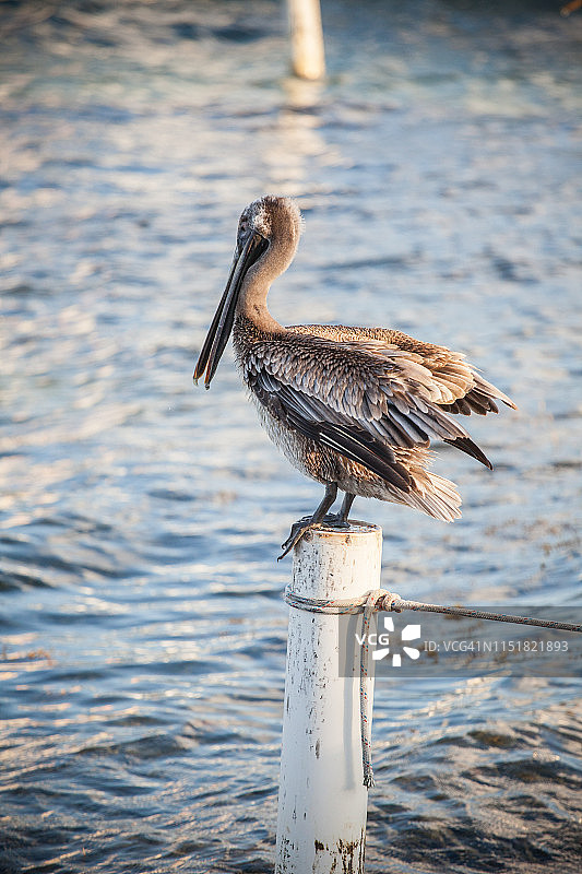 圣佩德罗的鹈鹕图片素材