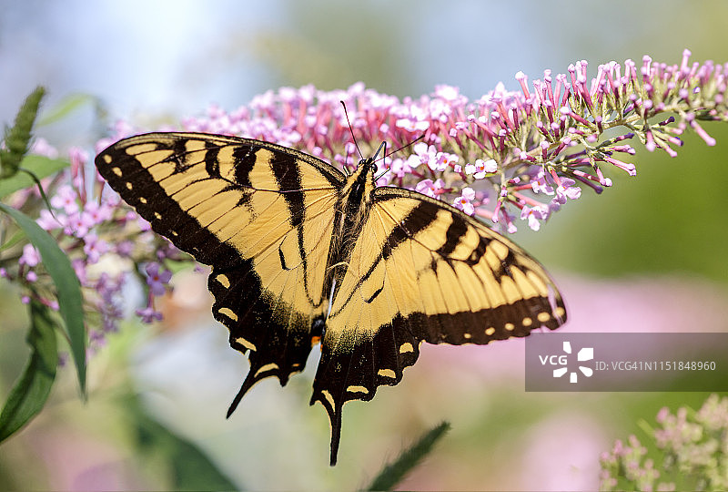 粉色蝴蝶灌木上的黄色凤尾蝶图片素材