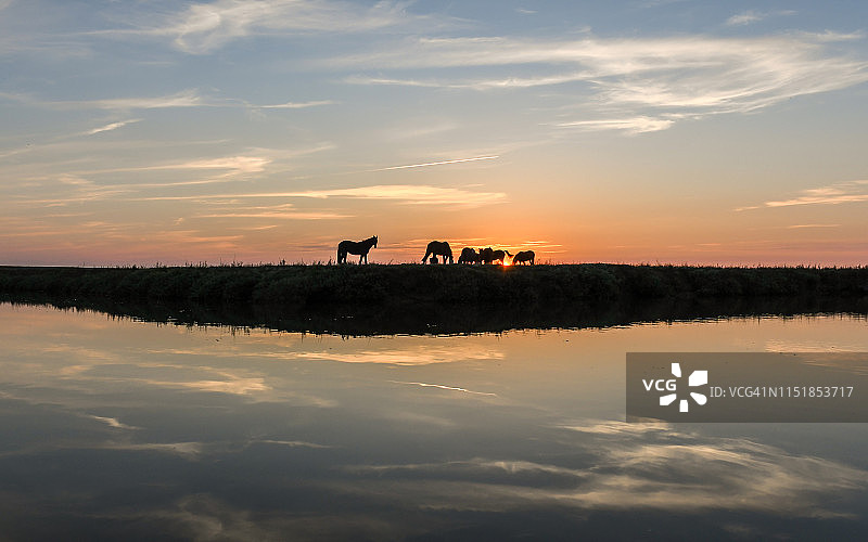 傍晚的骏马图片素材