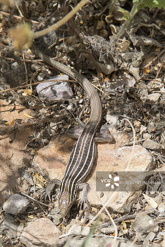 亚利桑那条纹鞭尾蜥蜴图片素材
