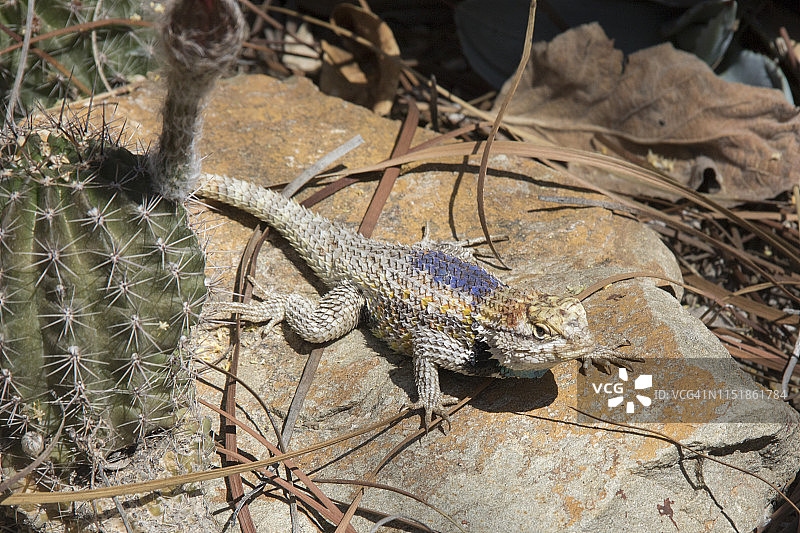 沙漠多刺蜥蜴图片素材
