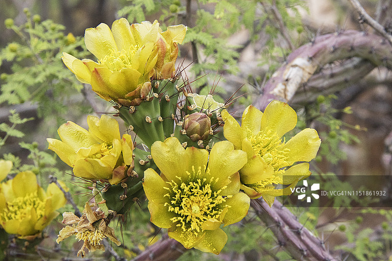 刺轴仙人掌的花朵和花苞图片素材