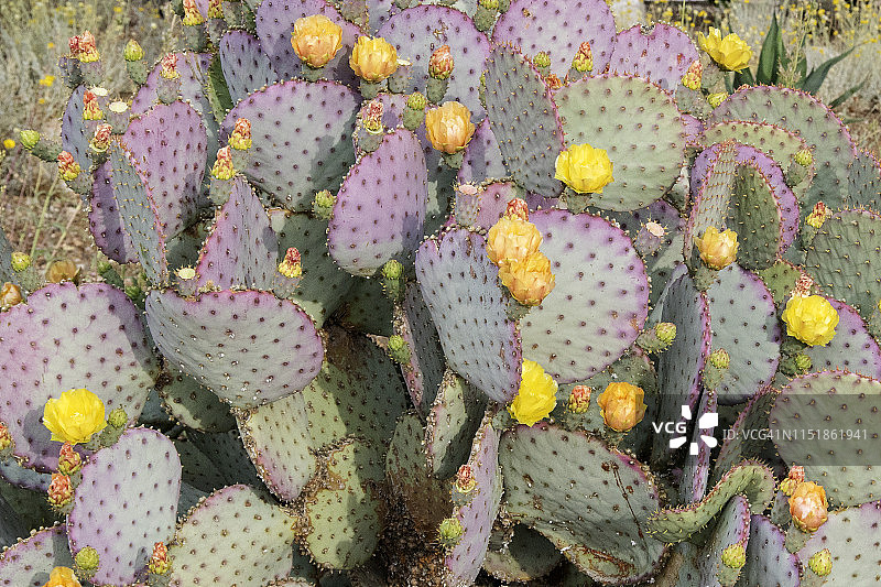 紫色仙人掌花和花蕾图片素材