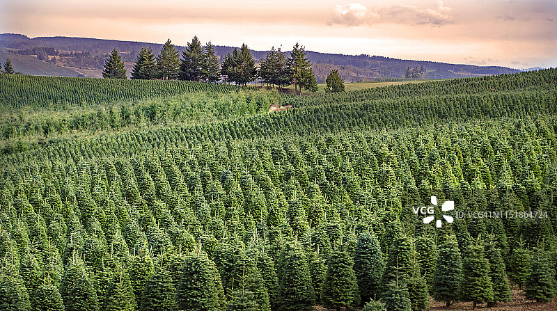 圣诞树农场图片素材