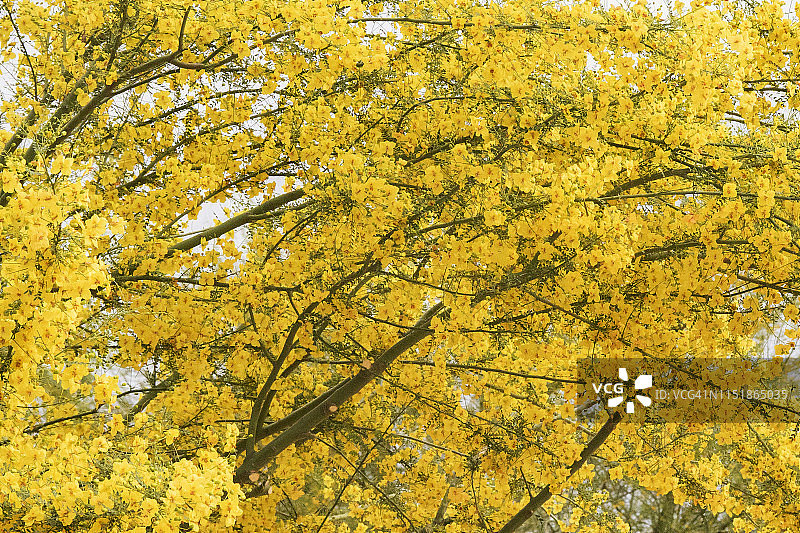 黄花绿绒蒿树盛开图片素材