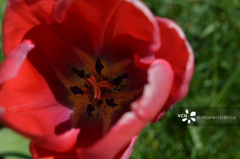 红色郁金香花头俯视图图片素材