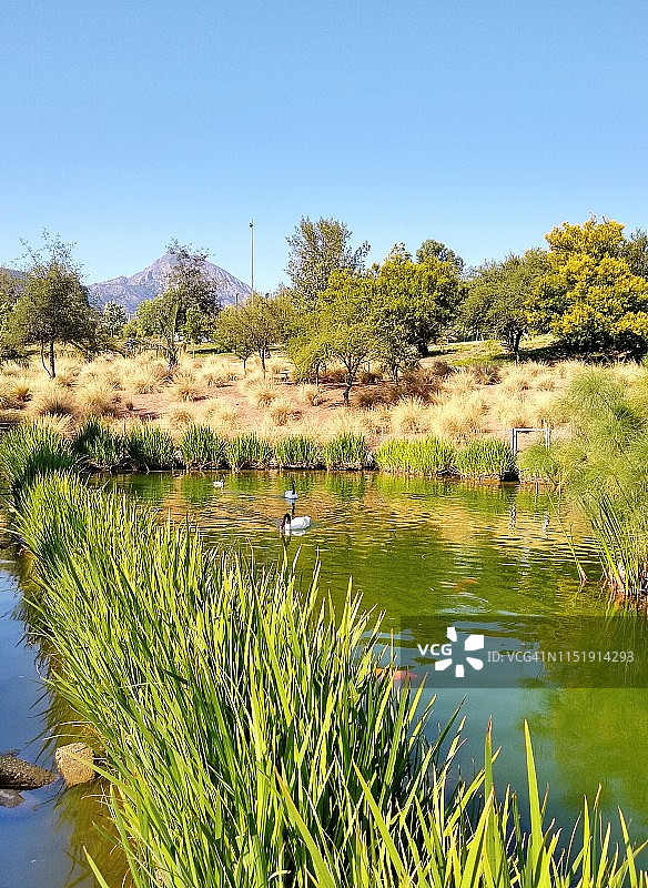 智利圣地亚哥双百周年公园的鲜花图片素材