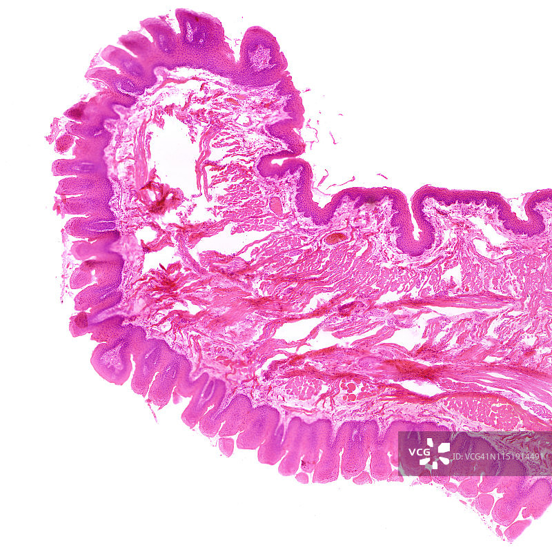 舌头组织的横截面图片素材