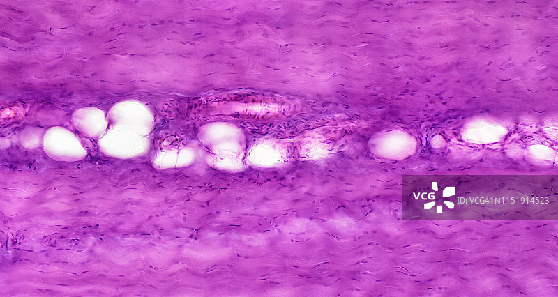 致密结缔组织的横截面图片素材