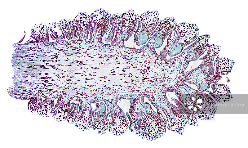 雌性松果横截面的微观视图图片素材