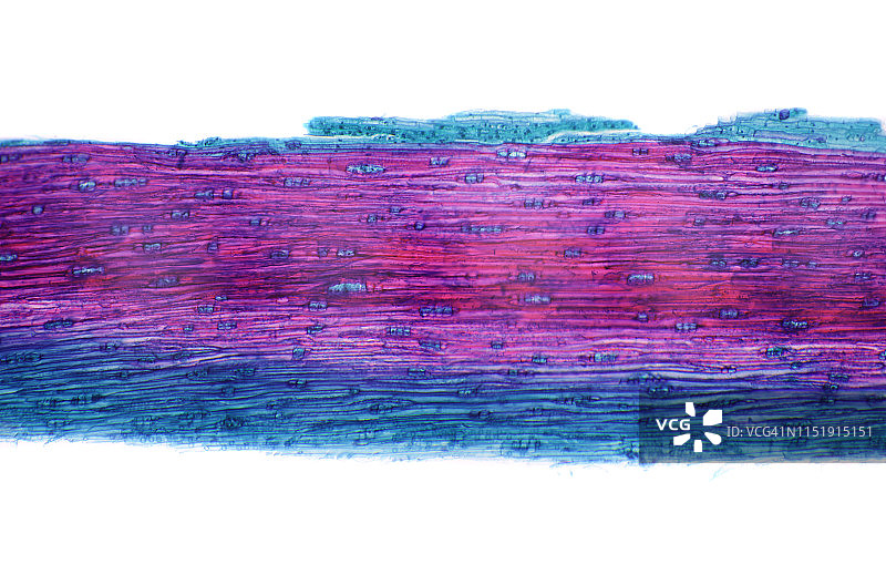 松树茎横截面显微视图图片素材