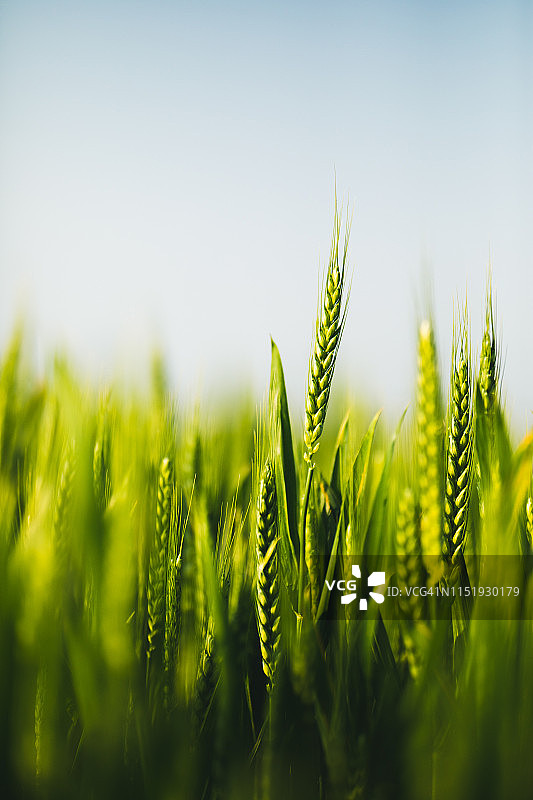 小麦特写图片素材