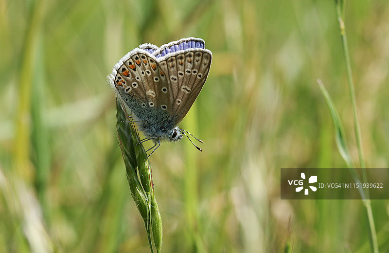 雄性普通蓝蝶栖息草叶图片素材