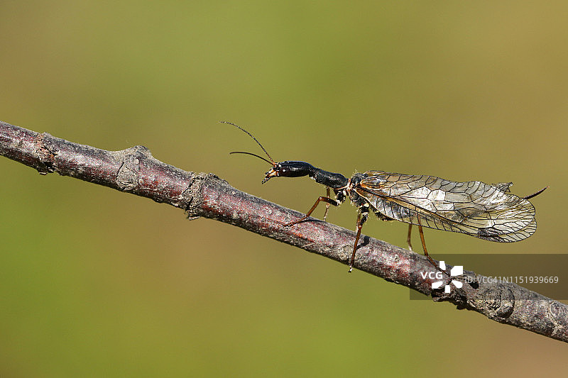 蛇蛉：栖息在树枝上的稀有昆虫图片素材