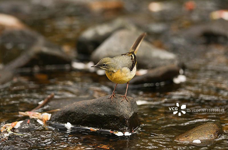 在河中岩石上行走觅食昆虫的美丽灰鹡鸰图片素材