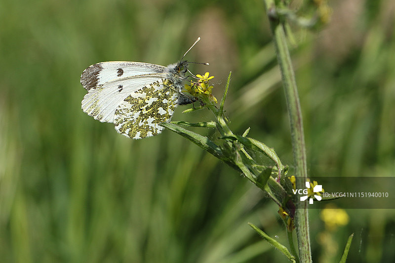 雌性橙尖粉蝶在野芥菜上产卵图片素材