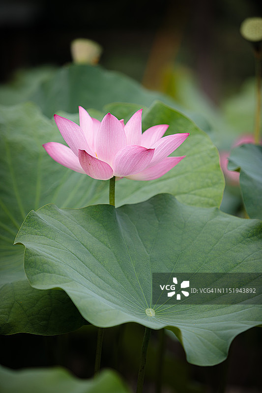 绿叶丛中的粉色荷花图片素材