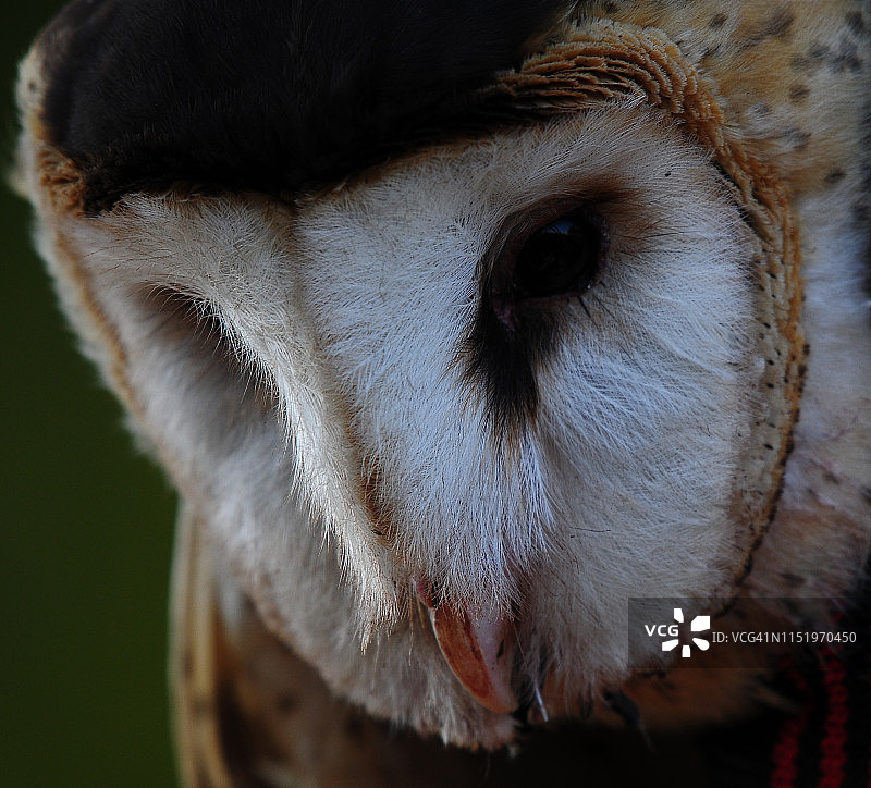 仓鸮脸部肖像图片素材
