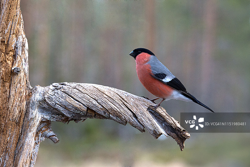树枝上的红腹灰雀图片素材
