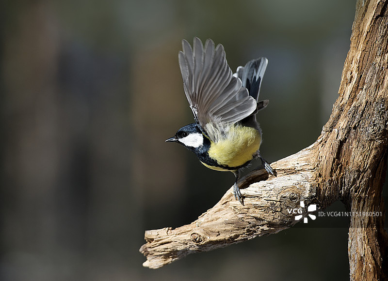 树枝上的大山雀图片素材