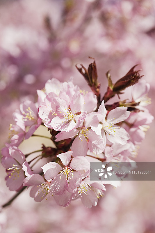 树枝上的粉色花朵图片素材
