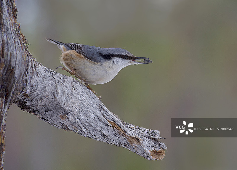 树枝上的鸟图片素材