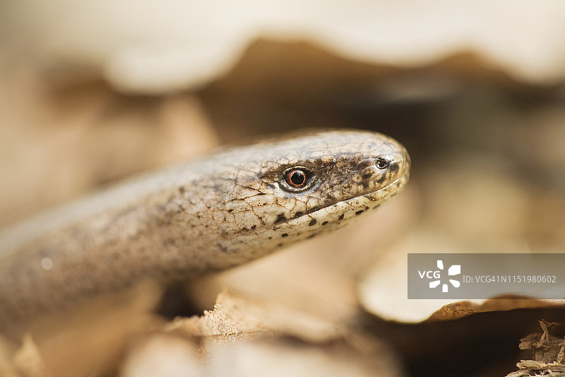 蛇的特写图片素材