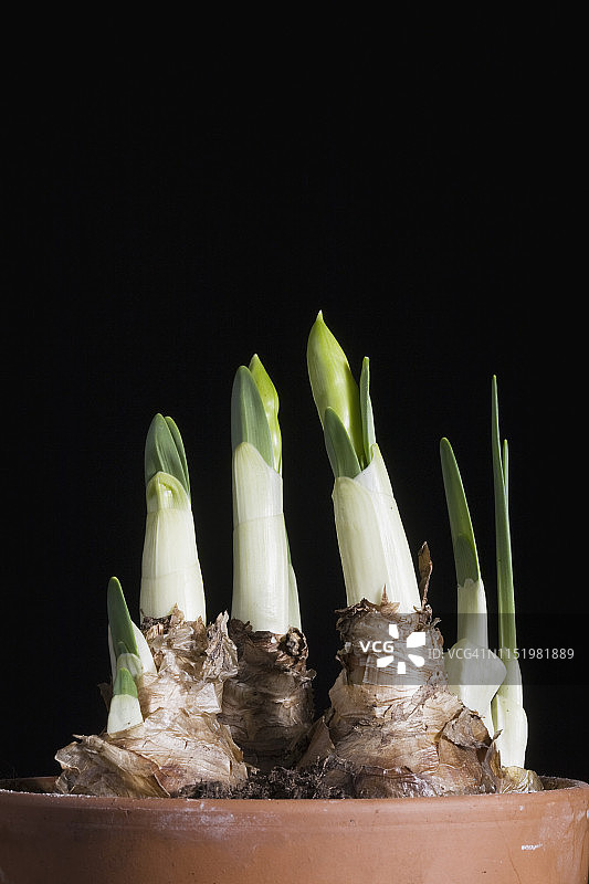 花盆里的植物球茎图片素材