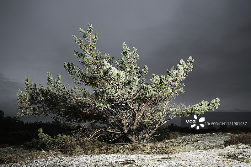 黄昏时分的树图片素材