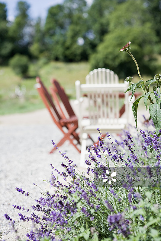 花园里生长的薰衣草图片素材