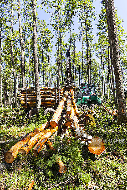 森林中的原木装载图片素材