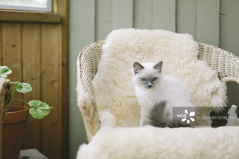 扶手椅上的猫图片素材