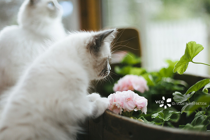 带着鲜花的小猫咪图片素材