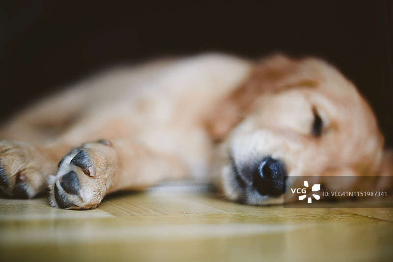 狗睡觉图片素材
