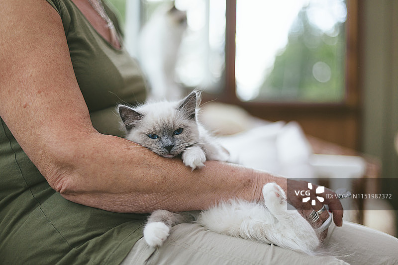 膝盖上放着猫的女人图片素材