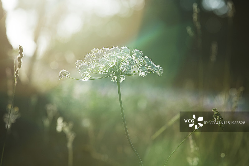 逆光野花图片素材