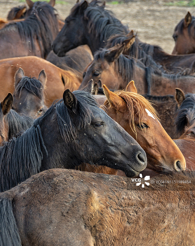 土耳其阿纳托利亚中部开塞利省的野马图片素材