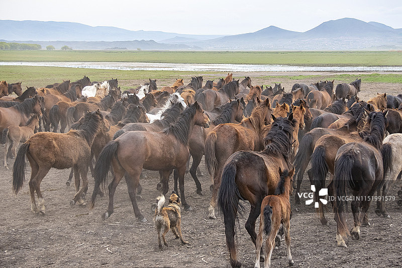 土耳其阿纳托利亚中部开塞利省的野马图片素材