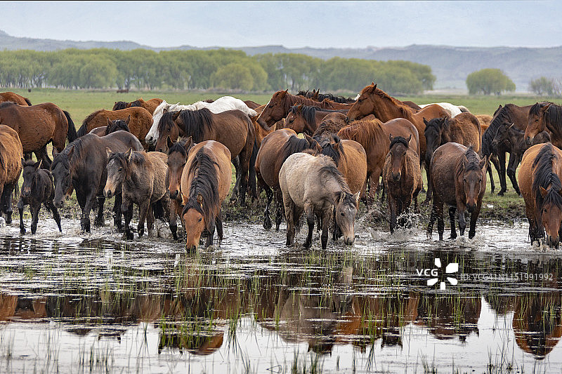 土耳其阿纳托利亚中部开塞利省的野马图片素材