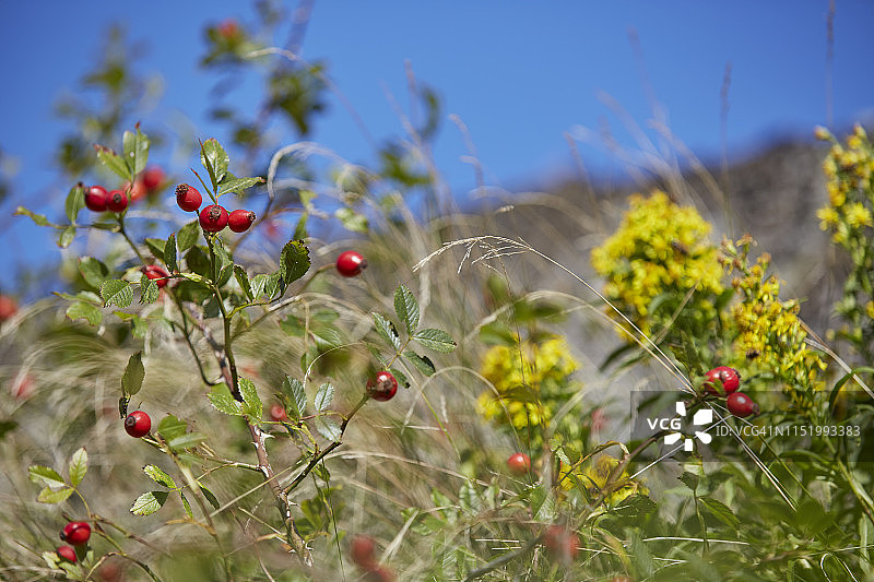 灌木丛中的浆果图片素材