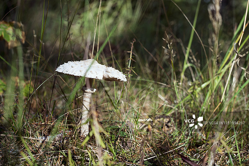 森林中的蘑菇特写图片素材