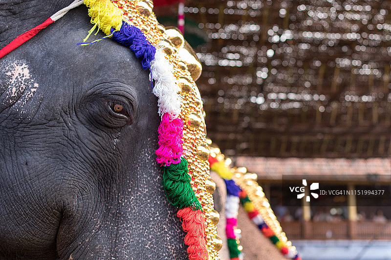 喀拉拉邦大象节图片素材