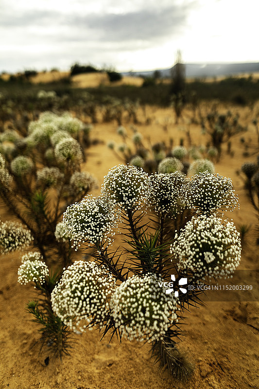 雅拉庞沙丘中的植物图片素材