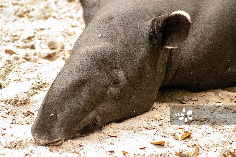 马来貘图片素材