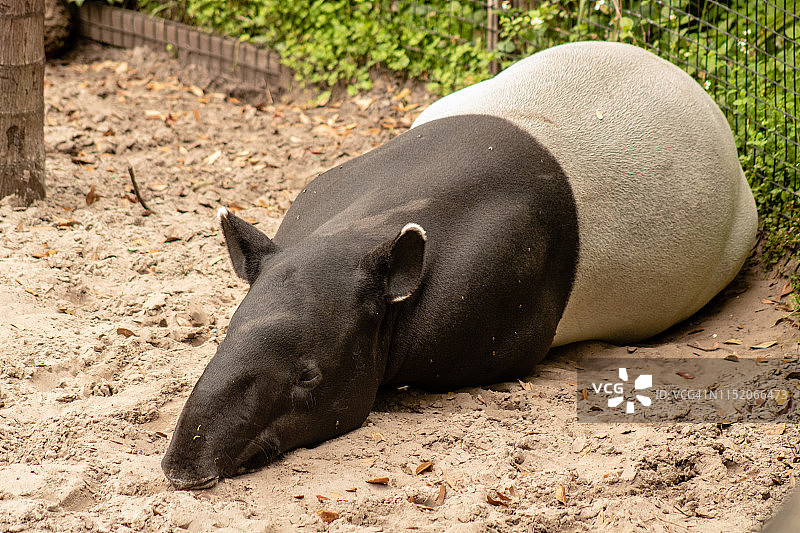马来貘图片素材