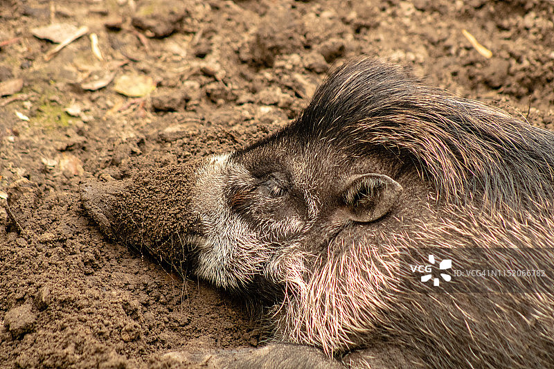 多疣猪图片素材