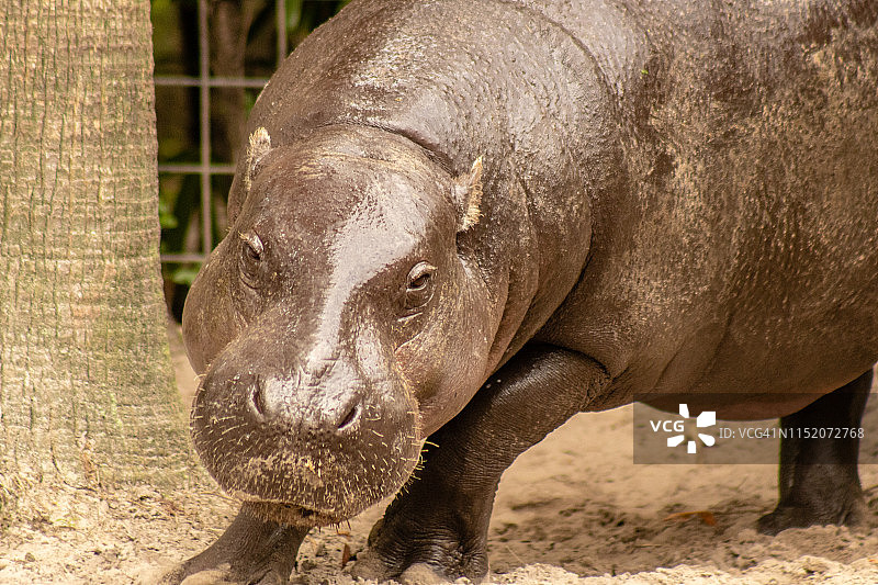 小河马图片素材