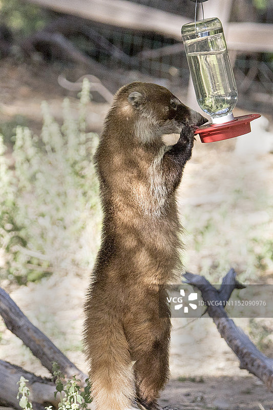 浣熊袭击蜂鸟喂食器图片素材
