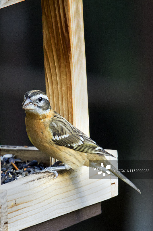 黑头蜡嘴雀图片素材